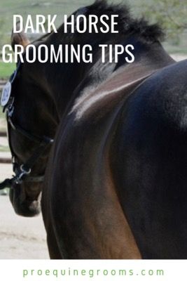 Dark Horse Grooming Tips http://www.proequinegrooms.com/tips/grooming/dark-horse-grooming-tips/ Stable Management, Horse Information, Horse Black, Horse Care Tips, Reining Horses, Equestrian Problems, Horse Ideas, Natural Horsemanship, Horse Training Tips