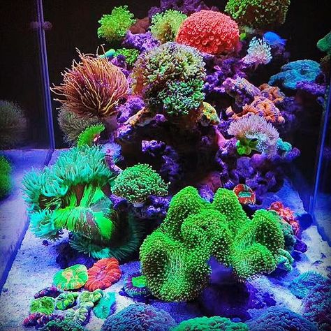 Reef Tank Aquascaping, Nano Reef Tank, Mandarin Fish, Coral Reef Aquarium, Reef Tanks, Marine Tank, Fauna Marina, Sea Plants, Aquascape Aquarium