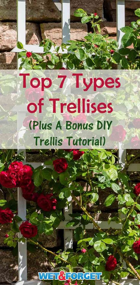 Discover which type of trellis is most suitable for your garden with our guide! Plus- learn how to make a DIY trellis! Pumpkin Trellis Ideas, Trellis Ideas Diy Climbing Vines, Cheap Trellis, Trellis Ideas Garden, Outdoor Trellis Ideas, Pumpkin Trellis, Plants Trellis, Yellow Front Door, Teepee Trellis