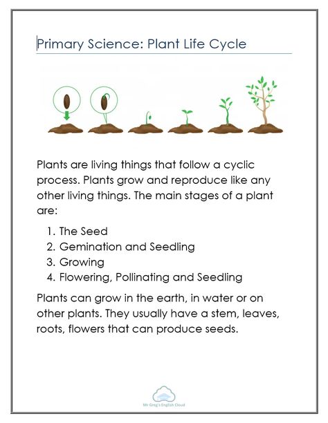 Primary Science: Plant Life Cycle - Mr Greg's English Cloud Articles For Kids, Science Life Cycles, First Grade Reading Comprehension, Science Anchor Charts, Science Reading, English Grammar For Kids, English Stories For Kids, Primary Science, Grammar For Kids