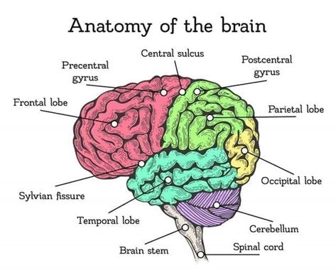 The Definitive Guide to the Human #Brain 🧠 Parts Of Brain, Human Brain Parts, Human Brain Drawing, Human Brain Diagram, Brain Anatomy And Function, Human Brain Anatomy, Areas Of The Brain, Brain Diagram, Human Body Worksheets