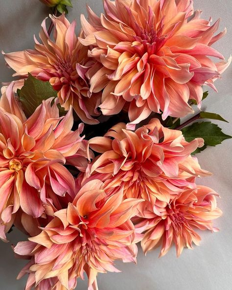 Last flush of Labyrinth dahlias ✨ Like stars in the garden #dahlia #dahlialove #orangeflowers #petalperfection #floweraddict… | Instagram Terra Cotta Dahlia, Dahlia Types, Dahlia Labyrinth, Daliah Flower, Dahlia Orange, Garden Dahlia, Mellow Autumn, Dahlia Varieties, Wedding Setup