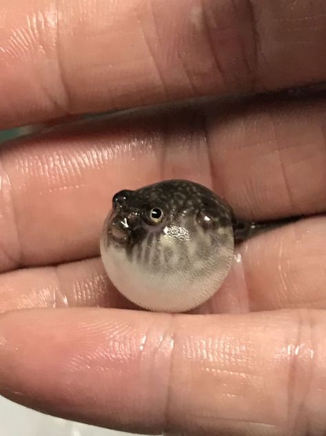 Fahaka puffer 1 inch  Baby in length live tropical fish Tropical Fish Tanks, Pretty Fish, Baby Fish, Fish For Sale, Puffer Fish, Beautiful Sea Creatures, Baby Animals Pictures, Cute Fish, Aquatic Animals