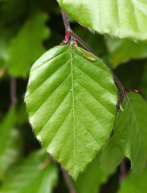 Rooftop Planters, London Rooftop, Steep Gardens, Beech Leaves, Beech Leaf, Beech Hedge, Townhouse Garden, Beech Trees, Seaside Garden