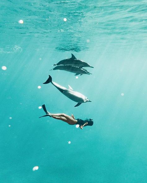 I’ve never felt more like a dolphin 😜🐬💦 would you swim with these cuties!? ✨😍 Dolphins Swimming, A Dolphin, Under Water, In The Ocean, Dolphins, The Ocean, Bubbles, Swimming, Felt