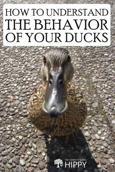 Ducks have a wide range of behaviors that will tell you if there's a problem, and if you should help. Here's what the ways your ducks behave mean. #ducks #homesteading Duck Incloser, Duck Care 101, Small Duck Pond Ideas Diy, Scrambled Duck Eggs, Duck Coop Decor, Duck Treats Ideas, Diy Duck Toys For Ducks, Mud Free Duck Pen, Duck Fence Ideas