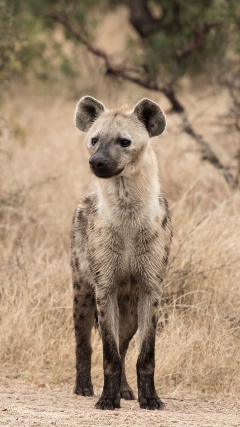 African Grasslands, Dog Reference, Birds Images, Spotted Hyena, Albino Animals, Computer Wallpapers, African Wild Dog, Wallpapers Android, Animal World