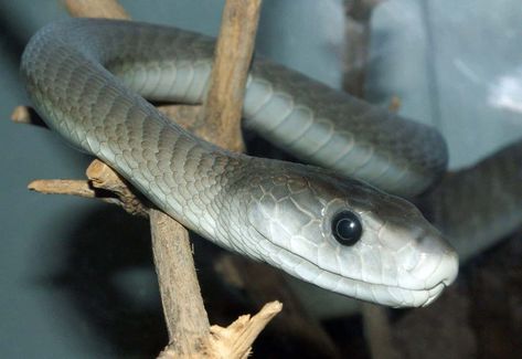 Black Mamba Snake, Venomous Animals, Mamba Snake, Aggressive Animals, Poisonous Snakes, Snake Venom, Dangerous Animals, Africa Do Sul, King Cobra