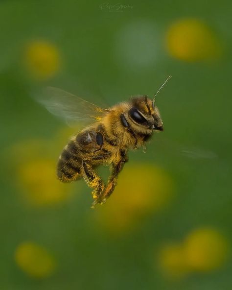 Apis Mellifera, Let It Bee, Small Creatures, Bee Stuff, Bee Inspired, The Hive, Life Form, My Honey, Spiritual Inspiration