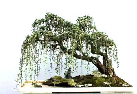 Weeping Bonsai, Japanese Bonsai Tree, Bonsai Forest, Bonsai Tree Types, Bonsai Tree Care, Indoor Bonsai Tree, Bonsai Styles, Indoor Bonsai, Japanese Garden Design