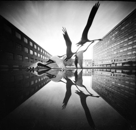 This is a very nice photo and chose it because as I was scrolling through it popped out to me and caught my attention. I also like how the photographer captured the reflection as well to make the photo better Pinhole Camera Photos, Inverted Image, Contrast Photography, Light Painting Photography, Pinhole Photography, Simple Camera, Pinhole Camera, Camera Photos, Water Reflections