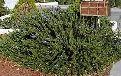 Tuscan Blue Rosemary, Brooklyn Backyard, Drought Tolerant Perennials, Rosemary Plant, Foundation Planting, Buy Plants, Blue Tree, Spring Blooms, Green Foliage