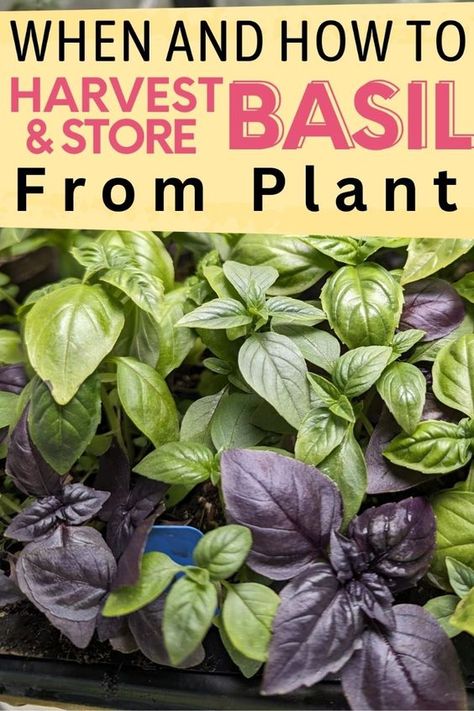 Basil Harvesting: When and How to Harvest Basil from Plant? Harvesting basil regularly is crucial for maintaining the health and productivity of your basil plant. This article discussed anything you need to know about harvesting basil: When is basil ready to harvest? how to harvest basil leaves, and seeds from plants? What to do with a lot of basil leaves, how to store them properly? We also include some ways to preserve basil such as storing fresh, frozen, and drying basil for long-term use! Uses For Basil, Storing Fresh Basil, Leggy Seedlings, How To Store Seeds, Harvest Basil, Herb Companion Planting, Storing Basil, Preserving Basil, Fresh Basil Recipes