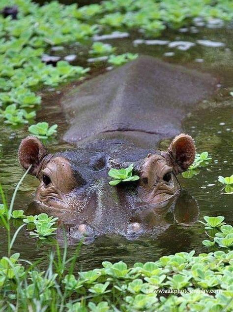 Hippo Reference, Hippo Aesthetic, Hippo In Water, Hippo Photography, Hippo Swimming, Hippo Pictures, Hungry Hippos, Cute Hippo, Wild Animals Pictures