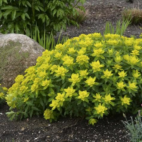 Deer Resistant Landscaping, Euphorbia Polychroma, Rabbit Resistant Plants, Deer Resistant Garden, Deer Resistant Perennials, Prairie Garden, Deer Resistant Plants, Border Plants, Shade Plants