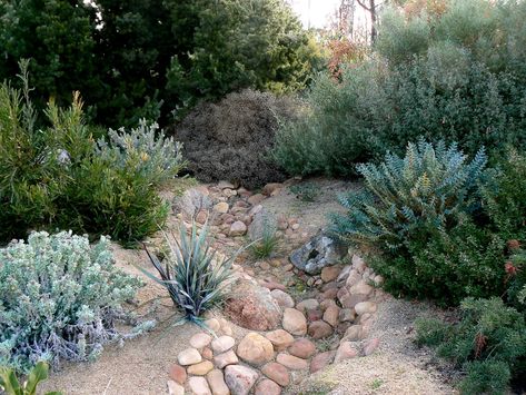 Using mounds and channels in your garden - Australian Native Plants Society (Australia) Garden Design Australian, Beds Australia, Dry Creek Bed, Australian Native Garden, Garden Levels, Creek Bed, Australian Garden, Australian Native Plants, Study Group