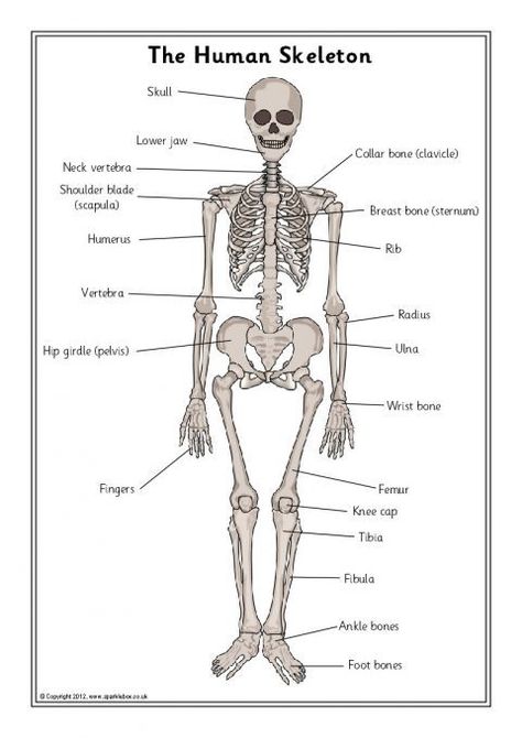 Skeleton, Bones and Internal Organs Teaching Resources & Printables ... Human Skeleton For Kids, Human Skeleton Labeled, Human Skeleton Parts, Skeleton Labeled, Skeleton For Kids, Skeleton Posters, Fun Anatomy, Skeleton System, Skeleton Parts