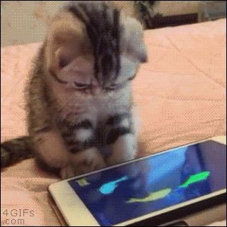 Go Hug A Cat & Look At The 17 Best Cat GIFs Of All Time #refinery29 Hug Your Cat Day, Cat App, Best Cat Gifs, Cat Playground, Pet Day, Small Fish, Best Cat, Cat T Shirt, Cat Supplies