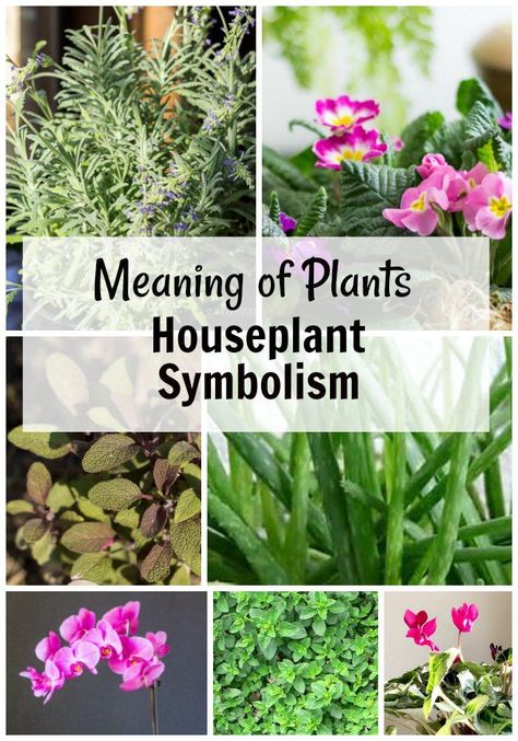 Why not give a plant instead of flowers. See the different meaning of plants with this article about houseplant symbolism for a great gift idea. Plants That Represent Love, Plant Meanings Chart, Best Plants To Give As Gifts, Plants With Meaning, Plants And Their Meanings, Rectangle Garden Design, Plant Symbolism, Plant Meanings, Flower Healing