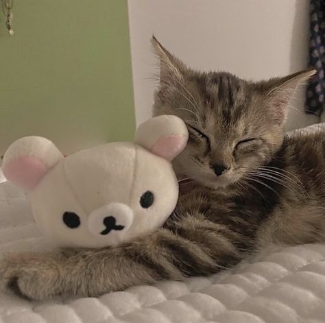 Cat With Plushie, Kittens Pfp, Korilakkuma Icons, Cute Kitten Pfp, Kitten Icon, Rilakkuma Pfp, Cute Cat Icon, Cute Cats Pfp, Kitten Pfp