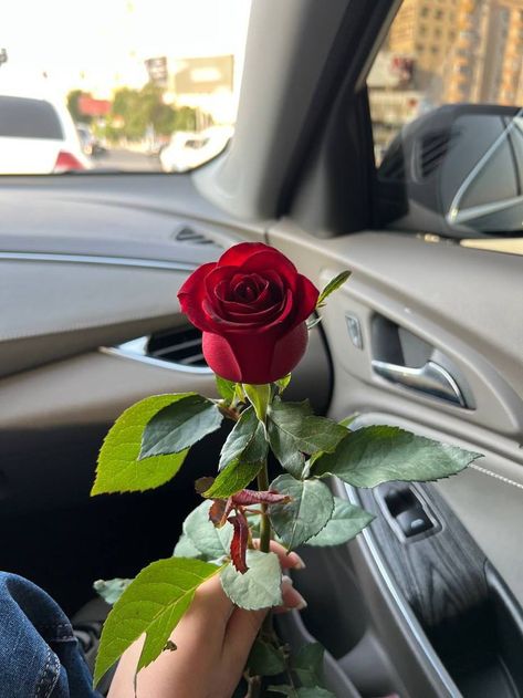 Red Rose, Persona, Photography, Red, Beauty, Art, Nature