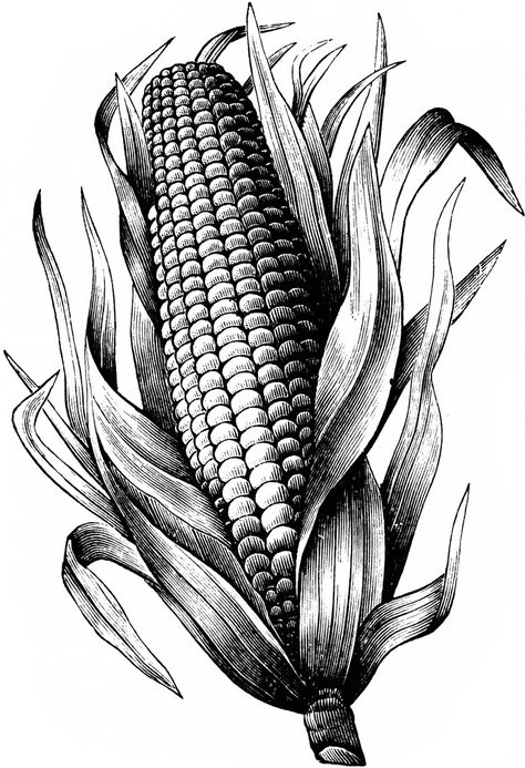 Corn Drawing, Vegetable Illustration, Stippling Art, Pen Art Drawings, Object Drawing, Art Drawings Sketches Pencil, Charcoal Art, Corn On The Cob, Still Life Drawing