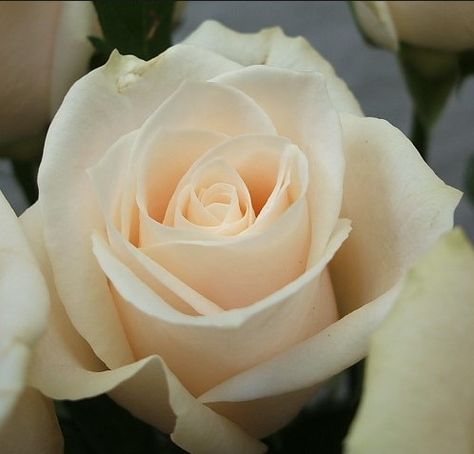 Vendela Rose, Pale Pink Weddings, Rose Varieties, Mary Frances, Colorful Garden, Make Your Mark, Color Themes, Love Flowers, Flower Shop