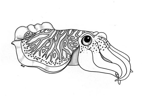 cute cuttlefish drawing - Google Search | Letterpress Project ... Cuttle Fish Drawing, Cuddle Fish Drawing, Cuddle Fish Tattoo, Cuddlefish Drawing, Deep Sea Fish Drawing, Cuddlefish Tattoos, Nudibranch Drawing, Octopus Drawing Cute, Cuttlefish Drawing