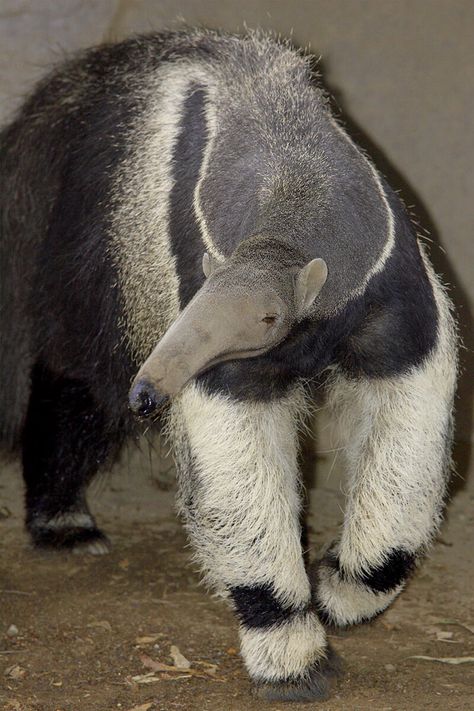 Giant Anteater, Strange Animals, American Animals, Cutest Animals, San Diego Zoo, Silly Animals, Amazing Animals, Cute Animal Pictures, Weird Animals