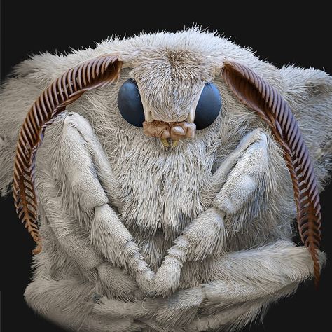 @eyeofscience on Instagram: “Head of a silk moth with feelers and the big compbound eyes. The most famous caterpillar in the world is the silk worm (Bombyx mori). Macro photography. Poodle Moth, Bombyx Mori, Silk Moth, Insect Eyes, Cute Moth, Tier Tattoo, Moth Art, Beautiful Bugs, Insect Art