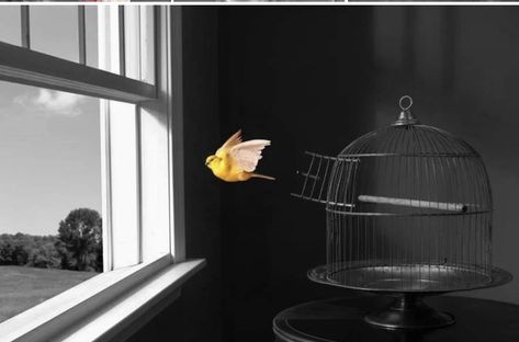 متحف فني, Bird In A Cage, Canary Birds, Open Window, Birds Flying, Bird Cage, Things To Know, Hanging Chair, Bird House