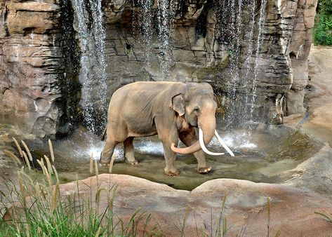 LA Zoo Celebrates World Elephant Day Elephant Enclosure, Elephant Habitat, Elephant Zoo, Zoo Decor, World Elephant Day, Zoo Architecture, Elephant Sanctuary, Indian Elephant, Asian Elephant