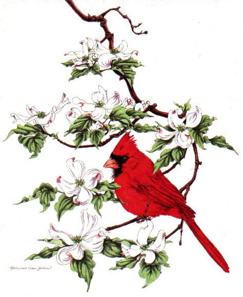 cardinal on a dogwood branch Red Bird Tattoo, Virginia Tattoo, Bird Tattoo Neck, Dogwood Tattoo, White Bird Tattoos, Bird Tattoo Men, Red Bird Tattoos, Cardinal Tattoos, Tattoo Black And White