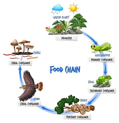 Food chain diagram concept | Free Vector #Freepik #freevector #tree #education #nature #cartoon Food Chain Science Project, Food Chain Project For Kids, Food Chain Drawing, Forest Food Chain, Food Chain Project, Animal Food Chain, Food Chain And Food Web, Food Webs Projects, Food Chain Diagram