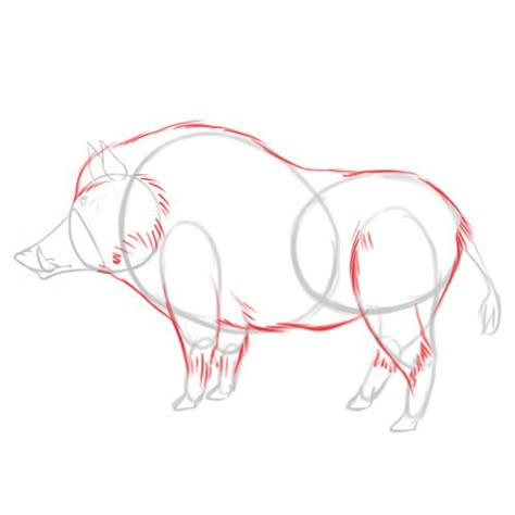 How to Draw a Boar: 6 Steps (with Pictures) - wikiHow Wild Boar Drawing Reference, Wild Boar Drawing, Boar Drawing, Boar Art, Mammal Drawing, Anatomy Pictures, Pig Sketch, Wild Hogs, Pig Tattoo