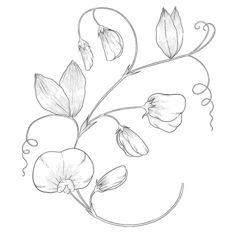 Sweet Pea Tattoo, Sweet Pea Flower, Horse Shoe Tattoo, Sweet Pea Flowers, Flower Drawing Tutorials, Flash Tattoo Designs, Flower Outline, Star Wars Tattoo, Pea Flower