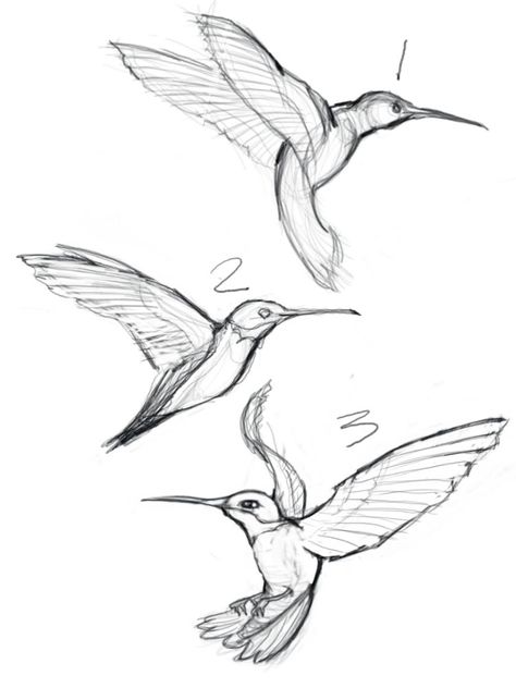 sketches of hummingbirds with flowers - Google Search Hummingbird Sketch, Hummingbird Drawing, Bird Sketch, Bird Drawing, Hummingbird Art, Baby Bird, Arte Sketchbook, Animal Sketches, Arte Animal