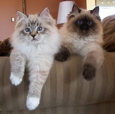 Rag Doll Cats, Himalayan Cats, Ragdoll Kittens, Ragdoll Cats, Ragdoll Kitten, Pretty Kitty, Two Cats, Doll Makeup, Cat Breed