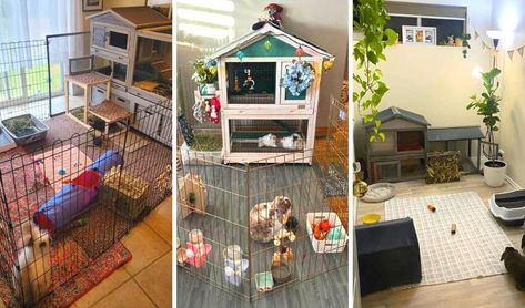 Indoor Rabbit Setup, Cages For Rabbits, Rabbit Cage Setup, Rabbit Setup, Indoor Rabbit Cage, Rabbit Litter, Rabbit Litter Box, Bunny Hutch, All About Rabbits