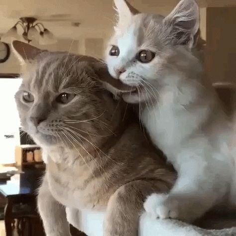 Cats Ear Bite GIF - Cats EarBite - Discover & Share GIFs Söt Katt, Image Chat, Two Cats, Cute Cats And Kittens, Cute Kittens, Happy Cat, Funny Animal Pictures, Beautiful Cats