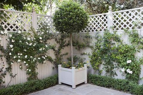 White Garden Fence, Patio Trees, Back Garden Ideas, Courtyard Ideas, Small Courtyard Gardens, Courtyard Gardens Design, Small Garden Ideas, Garden Vines, Courtyard Gardens