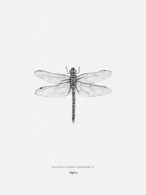 Tatuaje Studio Ghibli, Small Dragonfly Tattoo, Dragonfly Illustration, Dragonfly Drawing, Dragonfly Tattoo Design, Insect Tattoo, Insect Collection, Dragonfly Art, Dragonfly Tattoo