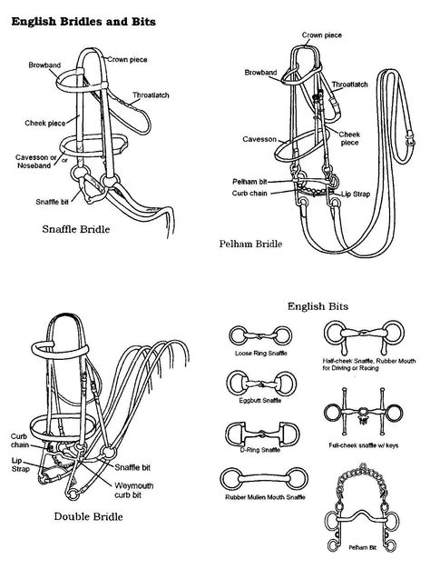 bridles and bits #Horsemastership #glenlyon pony club. Horse Education, Dressage Bridle, Horseback Riding Lessons, Horse Lessons, Horse Information, Horse Facts, Horse Riding Tips, Horse Anatomy, Horse Camp