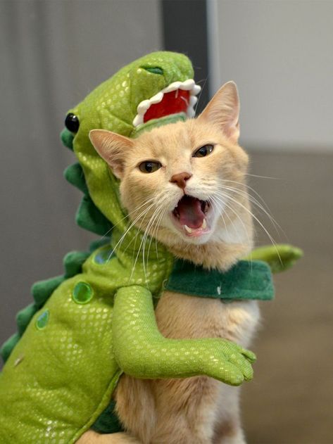 Roar! | Pinterest: Natalia Escaño Cute Cat Costumes, Animal Halloween Costumes, Funny Cat Compilation, Orange Cats, Funny Cats And Dogs, Cute Costumes, Funny Cat Memes, Cat Costumes, Funny Cat Pictures