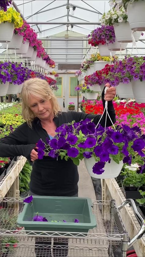 Wave Petunias all summer long! | Smiths Country Gardens | Smiths Country Gardens · Original audio Petunia Care, Wave Petunias, Country Gardens, Beautiful Outdoor Spaces, Garden Tips, Flower Planters, Country Gardening, Petunias, Will Smith