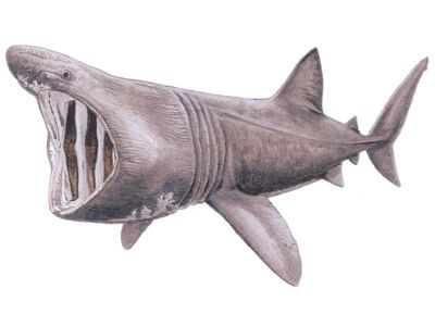 Shark Species — Shark Research Institute Fish For Beginners, Shark Research, Shark Film, Draw A Fish, Basking Shark, Shark Conservation, Continental Shelf, Shark Drawing, Drawing Instructions