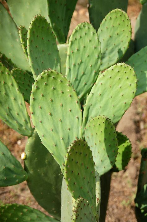 Nopales - edible cactus pads. Alkaline Vegetables, Mediterranean Window, Edible Cactus, Cacti Flowers, Cactus Pear, Mexican Life, Cactus Pears, Opuntia Cactus, Food Forest Garden