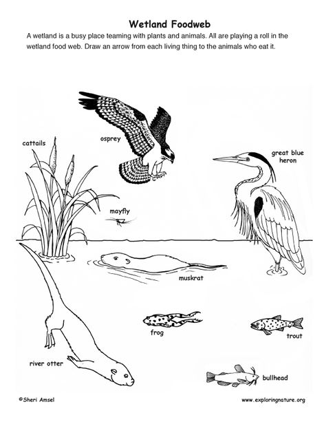 Wetlands Activities, Life Science Classroom, Food Web Activities, Food Webs, Web Activity, Food Chains, Nature School, 4th Grade Science, Pond Life