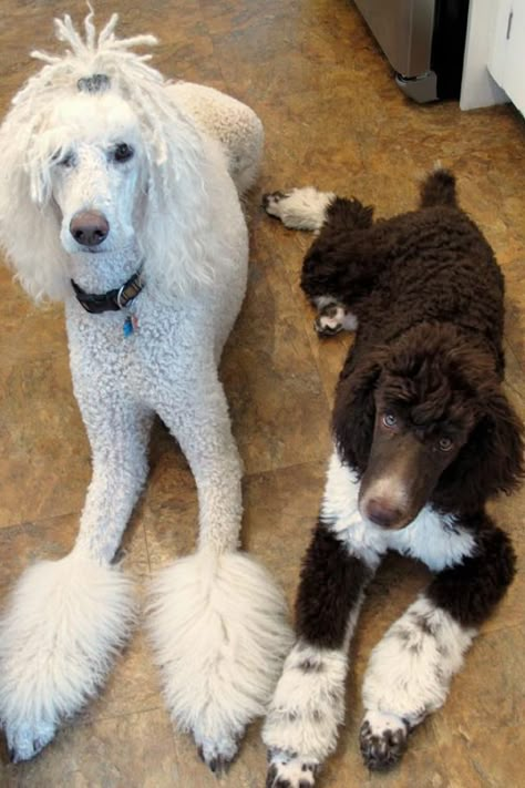 Moby and his younger brother, Bruno standard poodles Poodle With Dreads, Standard Poodle Creative Grooming, Standard Poodle Brown, Standard Poodle Show Dog, Black Poodle Standard, Poodle Hair, Parti Poodle, Poodle Cuts, Poodle Grooming