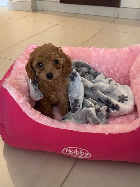 Cute Fluffy Puppies, Teacup Yorkie Puppy, Cute Small Dogs, Puppy Mom, Dog Aesthetic, Dog Mommy, Very Cute Puppies, Really Cute Puppies, Super Cute Puppies